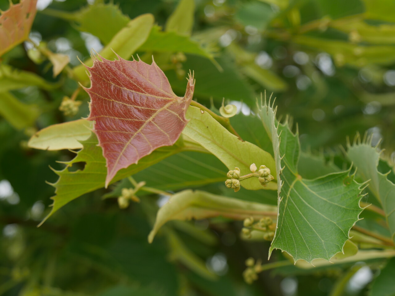 ヘンリーの菩提樹 (Tilia henryana)  庭園